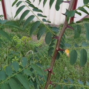 Robinia pseudoacacia at Wanniassa Hill - 19 Jan 2024