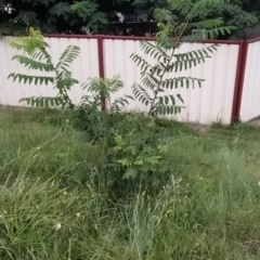 Robinia pseudoacacia at Wanniassa Hill - 19 Jan 2024