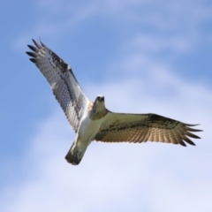 Pandion haliaetus at Cleveland, QLD - suppressed