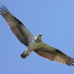 Pandion haliaetus at Cleveland, QLD - suppressed