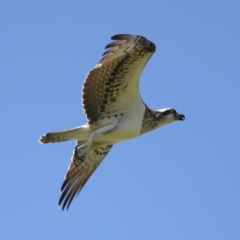 Pandion haliaetus at Cleveland, QLD - suppressed