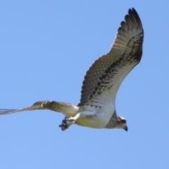 Pandion haliaetus at Cleveland, QLD - suppressed