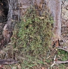 Einadia nutans subsp. nutans (Climbing Saltbush) at Hawker, ACT - 25 Mar 2023 by sangio7