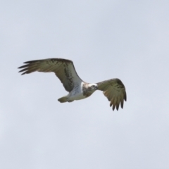Pandion haliaetus (Osprey) at Cleveland, QLD - 10 Jan 2024 by TimL