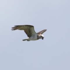 Pandion haliaetus at Cleveland, QLD - suppressed
