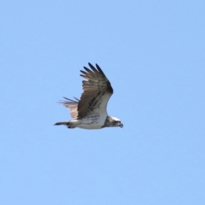 Pandion haliaetus at Cleveland, QLD - suppressed