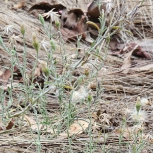 Vittadinia gracilis at The Pinnacle - 21 Mar 2023 11:01 AM