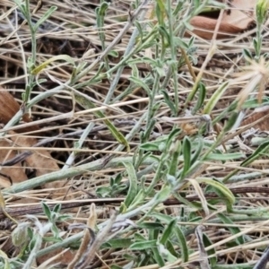 Vittadinia gracilis at The Pinnacle - 21 Mar 2023 11:01 AM