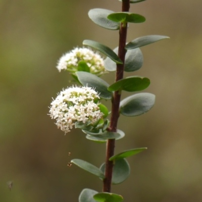 Platysace lanceolata (Shrubby Platysace) at Wingecarribee Local Government Area - 17 Jan 2024 by Curiosity