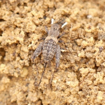 Bobilla killara (Pygmy Cricket) at Colo Vale - 16 Jan 2024 by Curiosity