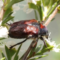 Bisallardiana gymnopleura (Brown flower chafer) at Acton, ACT - 15 Dec 2023 by ConBoekel