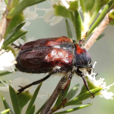 Bisallardiana gymnopleura (Brown flower chafer) at Black Mountain - 15 Dec 2023 by ConBoekel