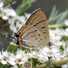 Jalmenus ictinus (Stencilled Hairstreak) at Black Mountain - 15 Dec 2023 by ConBoekel