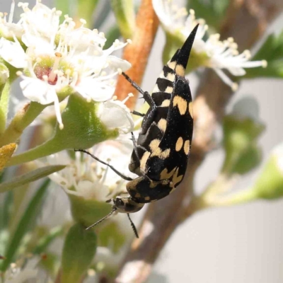 Hoshihananomia leucosticta (Pintail or Tumbling flower beetle) at Black Mountain - 15 Dec 2023 by ConBoekel