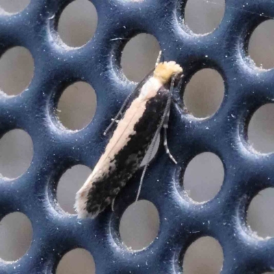 Monopis crocicapitella (Bird Nest Moth) at Turner, ACT - 17 Dec 2023 by ConBoekel