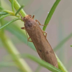 Lithosiini (tribe) (Footman) at Acton, ACT - 15 Dec 2023 by ConBoekel