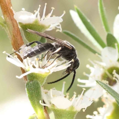 Tiphiidae (family) (Unidentified Smooth flower wasp) at Black Mountain - 15 Dec 2023 by ConBoekel