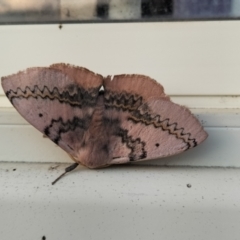 Anthela varia (Hairy Mary) at Yass River, NSW by 120Acres