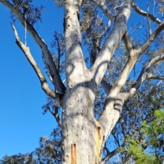 Eucalyptus rossii (Inland Scribbly Gum) at Wanniassa Hill - 20 Jan 2024 by Berno
