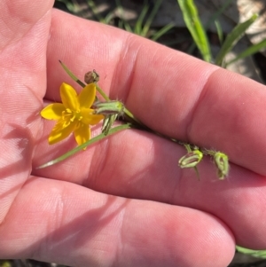 Hypoxis hygrometrica var. villosisepala at Wanniassa Hill - 21 Jan 2024