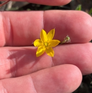 Hypoxis hygrometrica var. villosisepala at Wanniassa Hill - 21 Jan 2024