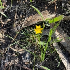 Hypoxis hygrometrica var. villosisepala at Wanniassa Hill - 21 Jan 2024 08:51 AM