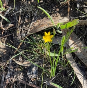 Hypoxis hygrometrica var. villosisepala at Wanniassa Hill - 21 Jan 2024