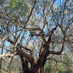 Eucalyptus nortonii (Large-flowered Bundy) at Fadden, ACT - 20 Jan 2024 by Berno