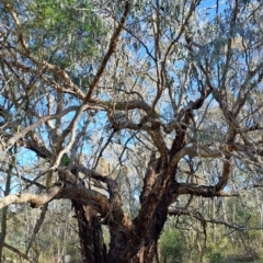 Eucalyptus nortonii (Mealy Bundy) at Fadden, ACT - 21 Jan 2024 by Berno