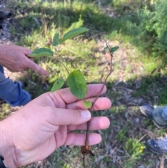 Malus sp. at Wanniassa Hill - 21 Jan 2024 08:58 AM