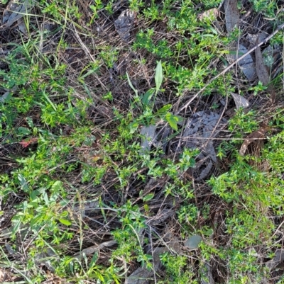 Gonocarpus tetragynus (Common Raspwort) at Wanniassa Hill - 21 Jan 2024 by Berno