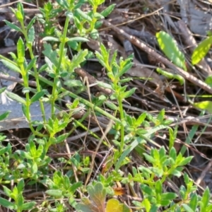 Gonocarpus tetragynus at Wanniassa Hill - 21 Jan 2024 09:03 AM