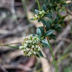 Platysace lanceolata (Shrubby Platysace) at Woollamia, NSW - 20 Jan 2024 by AniseStar