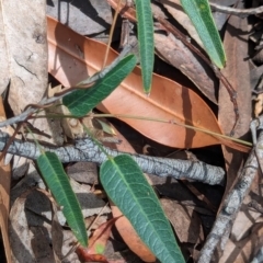 Hardenbergia violacea (False Sarsaparilla) at Woollamia, NSW - 20 Jan 2024 by AniseStar