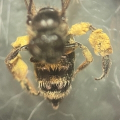 Leioproctus sp. (genus) (Plaster bee) at Lidcombe, NSW - 17 Jan 2024 by FumblebeeFae