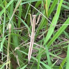 Tenodera australasiae (Purple-winged mantid) at Kangaroo Valley, NSW - 20 Jan 2024 by lbradley