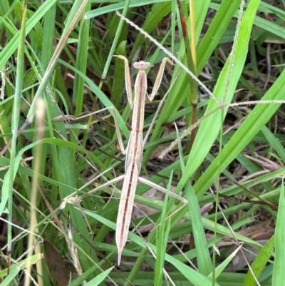 Tenodera australasiae (Purple-winged mantid) at Kangaroo Valley, NSW - 20 Jan 2024 by lbradleyKV