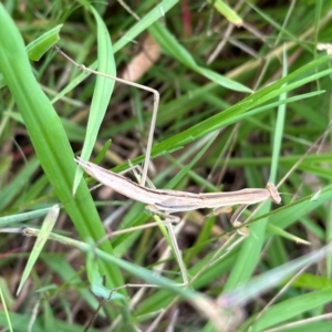 Tenodera australasiae at Kangaroo Valley, NSW - suppressed