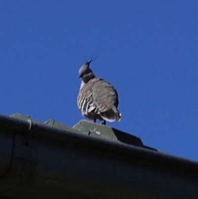 Ocyphaps lophotes (Crested Pigeon) at Lyons, ACT - 21 Jan 2024 by ran452