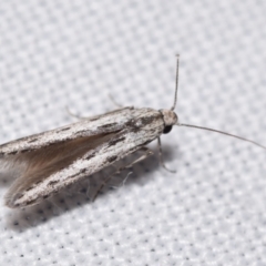 Thiotricha anticentra (A Twirler moth (Thiotrichinae)) at QPRC LGA - 19 Jan 2024 by DianneClarke