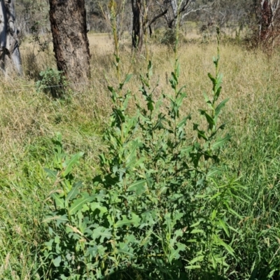 Lactuca serriola (Prickly Lettuce) at Isaacs, ACT - 20 Jan 2024 by Mike