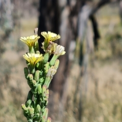 Lactuca serriola at Isaacs Ridge and Nearby - 21 Jan 2024