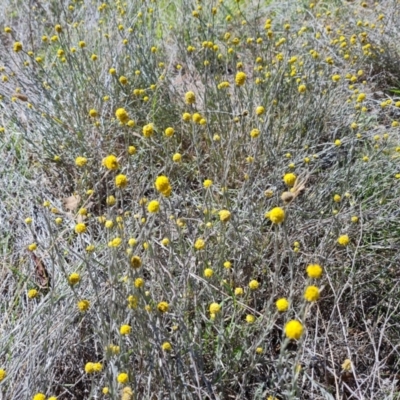 Calocephalus citreus (Lemon Beauty Heads) at Isaacs Ridge Offset Area - 20 Jan 2024 by Mike
