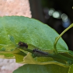 Anestia (genus) at Florey, ACT - 21 Jan 2024