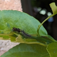 Anestia (genus) at Florey, ACT - 21 Jan 2024