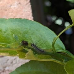 Anestia (genus) at Florey, ACT - 21 Jan 2024