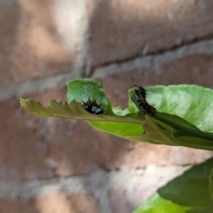 Papilio aegeus at Florey, ACT - 21 Jan 2024