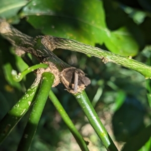 Hemibela (genus) at Florey, ACT - 21 Jan 2024