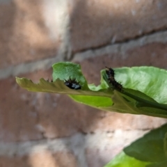 Papilio anactus at Florey, ACT - 21 Jan 2024