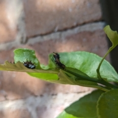 Papilio anactus at Florey, ACT - 21 Jan 2024